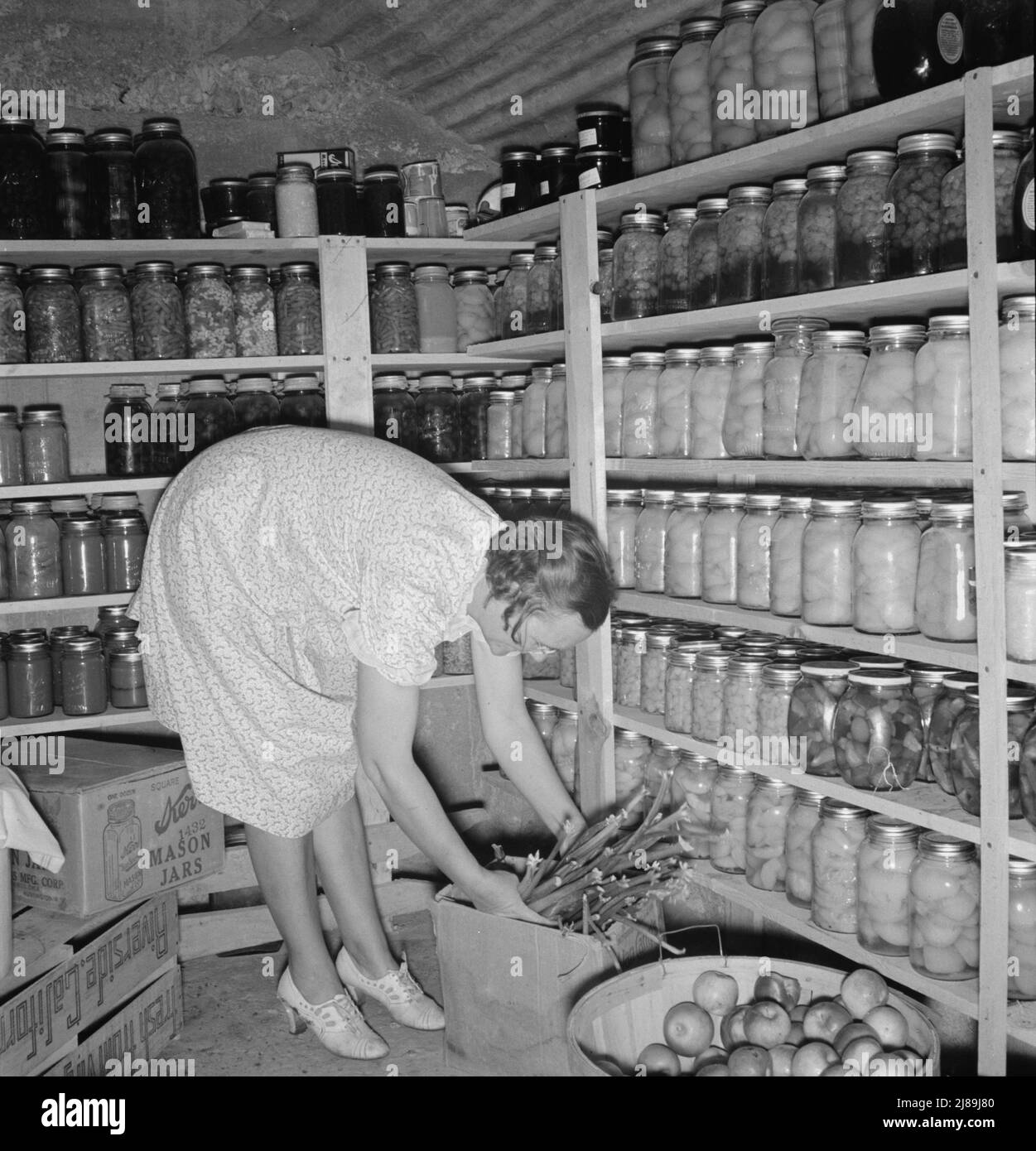 Mme Botner arranger sa cave de stockage. Nyssa Heights, comté de Malheur, Oregon. Banque D'Images