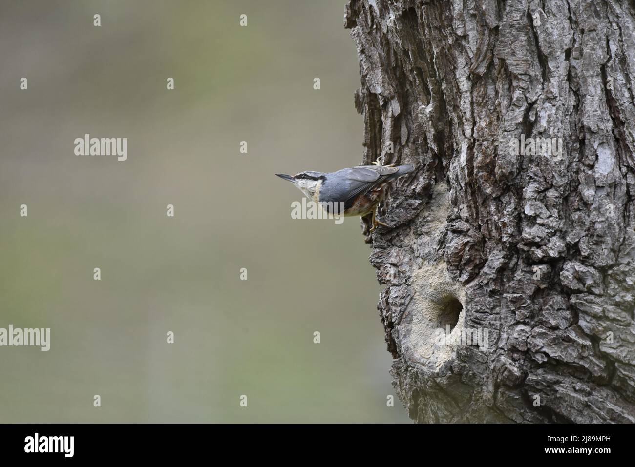 Gros plan image de profil gauche d'un Nuthatch eurasien (Sitta europaea) accrochant le tronc d'arbre vieilli vertical à droite de l'image regardant à gauche de l'image, Royaume-Uni Banque D'Images
