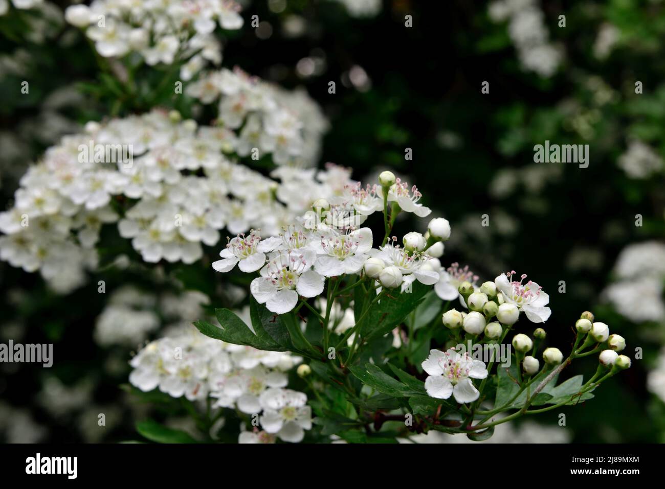Fleurs de mai blanc (aubépine commune, Crataegus monogyna) fleur britannique classique de printemps Banque D'Images