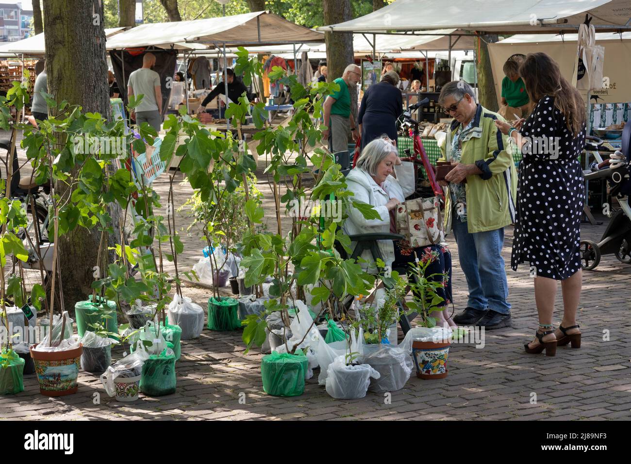 Pays-Bas, Rotterdam - 14 mai 2022 : marché des plantes sur le marché des récoltes de Rotterdam Banque D'Images