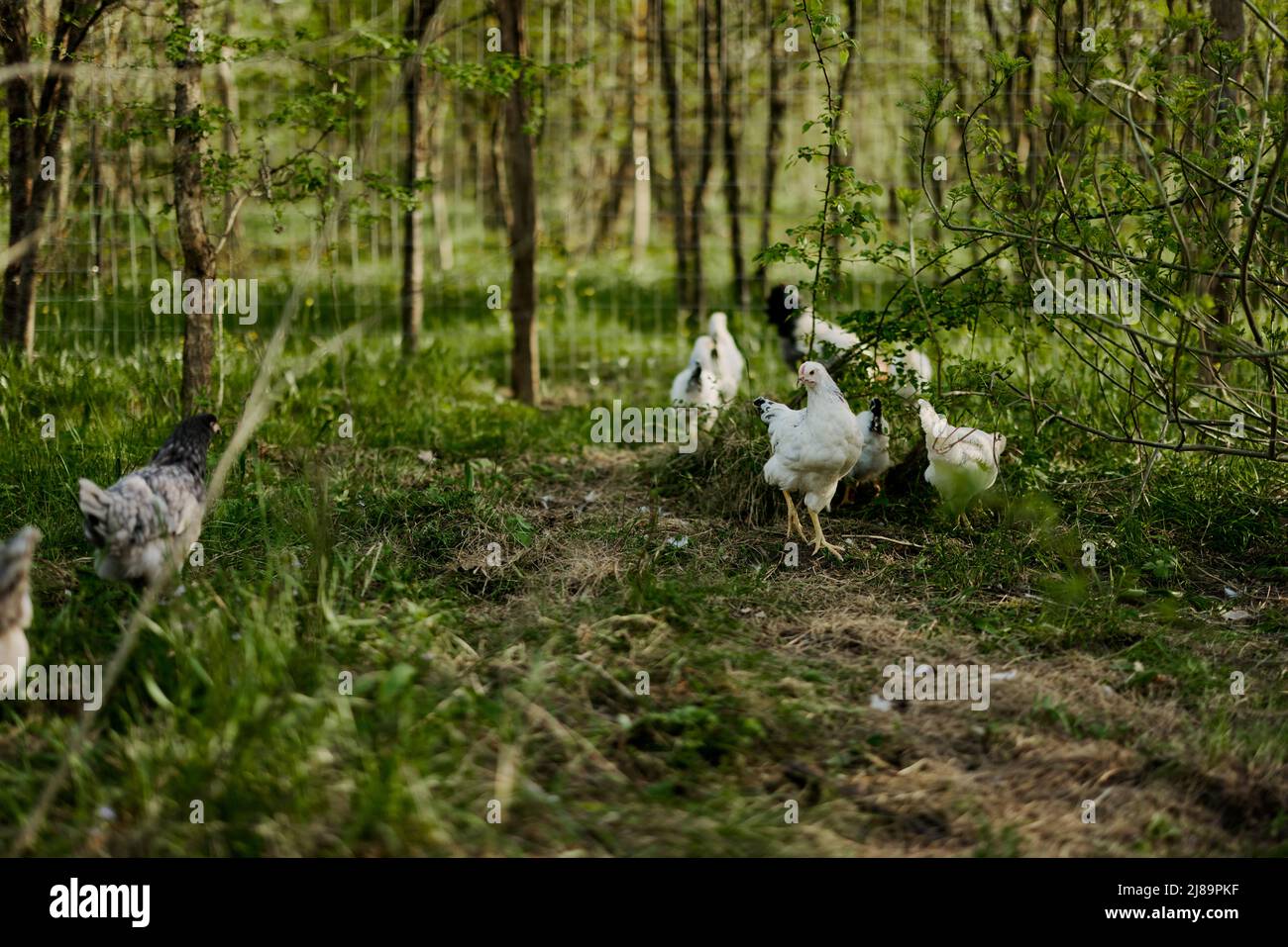 Les jeunes poulets et les coqs mangent des aliments biologiques provenant des nourrisseurs d'une ferme verte dans la nature sans produits chimiques ou pesticides pour la santé des oiseaux Banque D'Images