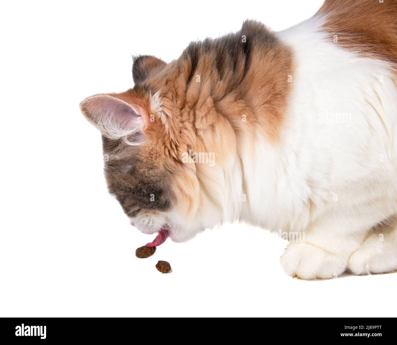 Chat coloré drôle multicolore manger isolé sur le fond blanc Banque D'Images