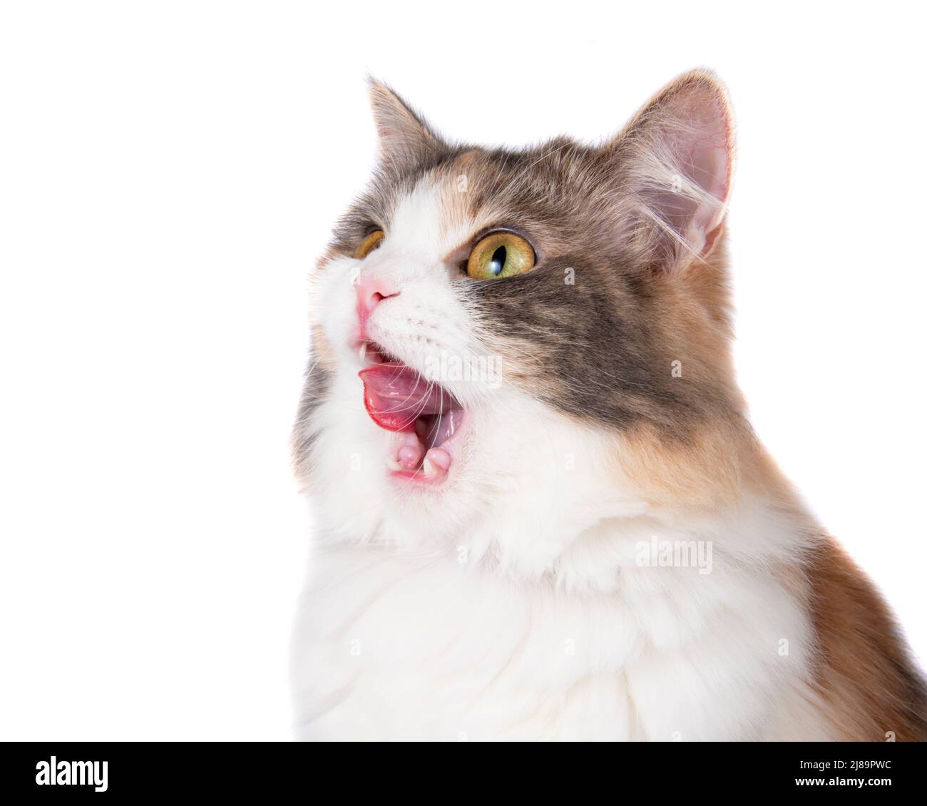 Chat coloré drôle multicolore manger isolé sur le fond blanc Banque D'Images