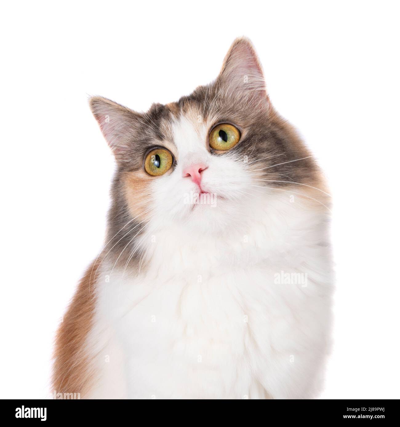 Portrait de chat coloré et amusant, isolé sur fond blanc Banque D'Images
