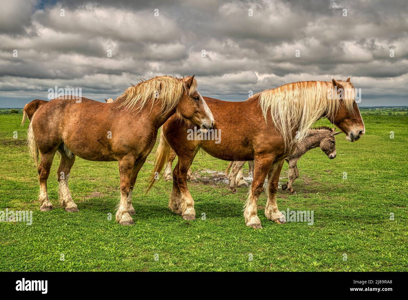 Chevaux de trait belges près d'Ennis, Texas Banque D'Images