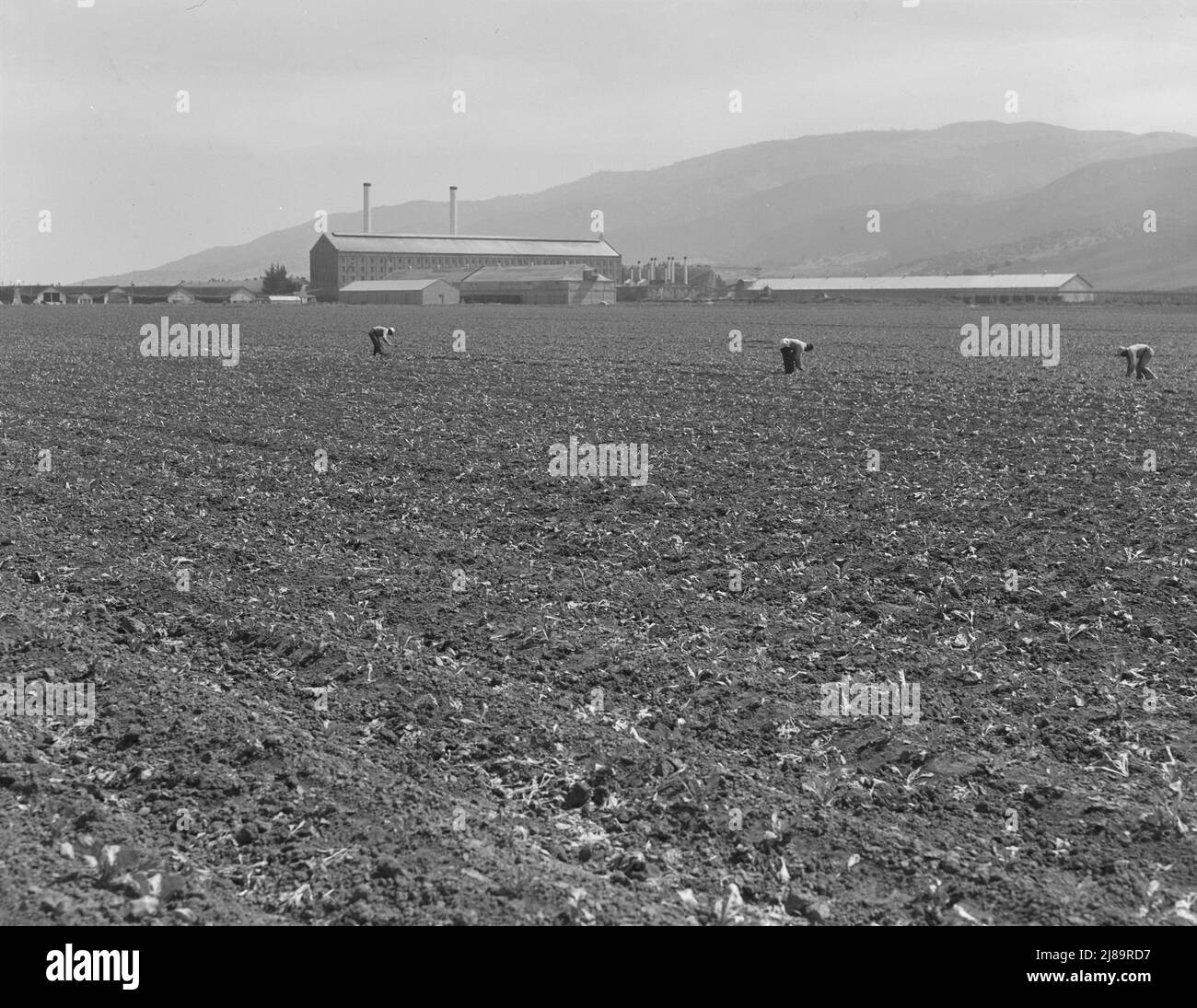 Usine de sucre de Spreckels et champ de betterave à sucre avec des travailleurs mexicains et philippins qui éclairent les betteraves à sucre. Comté de Monterey, Californie. Banque D'Images