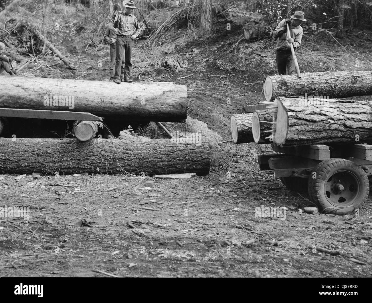 Les membres de la scierie d'Ola coop laminage de bois de sapin blanc au camion de bois avec des tourbières. Bras à crochet et à pointes utilisés comme leviers. Comté de GEM, Idaho. Banque D'Images