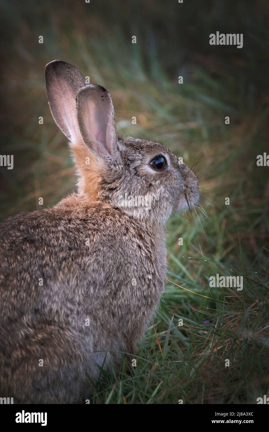 Portrait d'un lapin sauvage vu dans Bushy Park Surrey, Royaume-Uni Banque D'Images