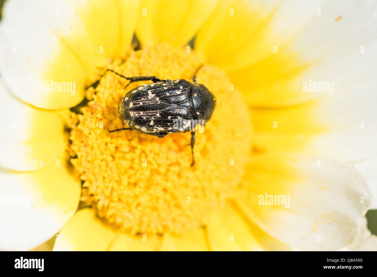 Nourrissant le scarab des fleurs du Moyen-Orient (Oxythyrea cinctella) - des lignes blanches sur la partie inférieure du thorax indiquent que c'est cette espèce. Banque D'Images