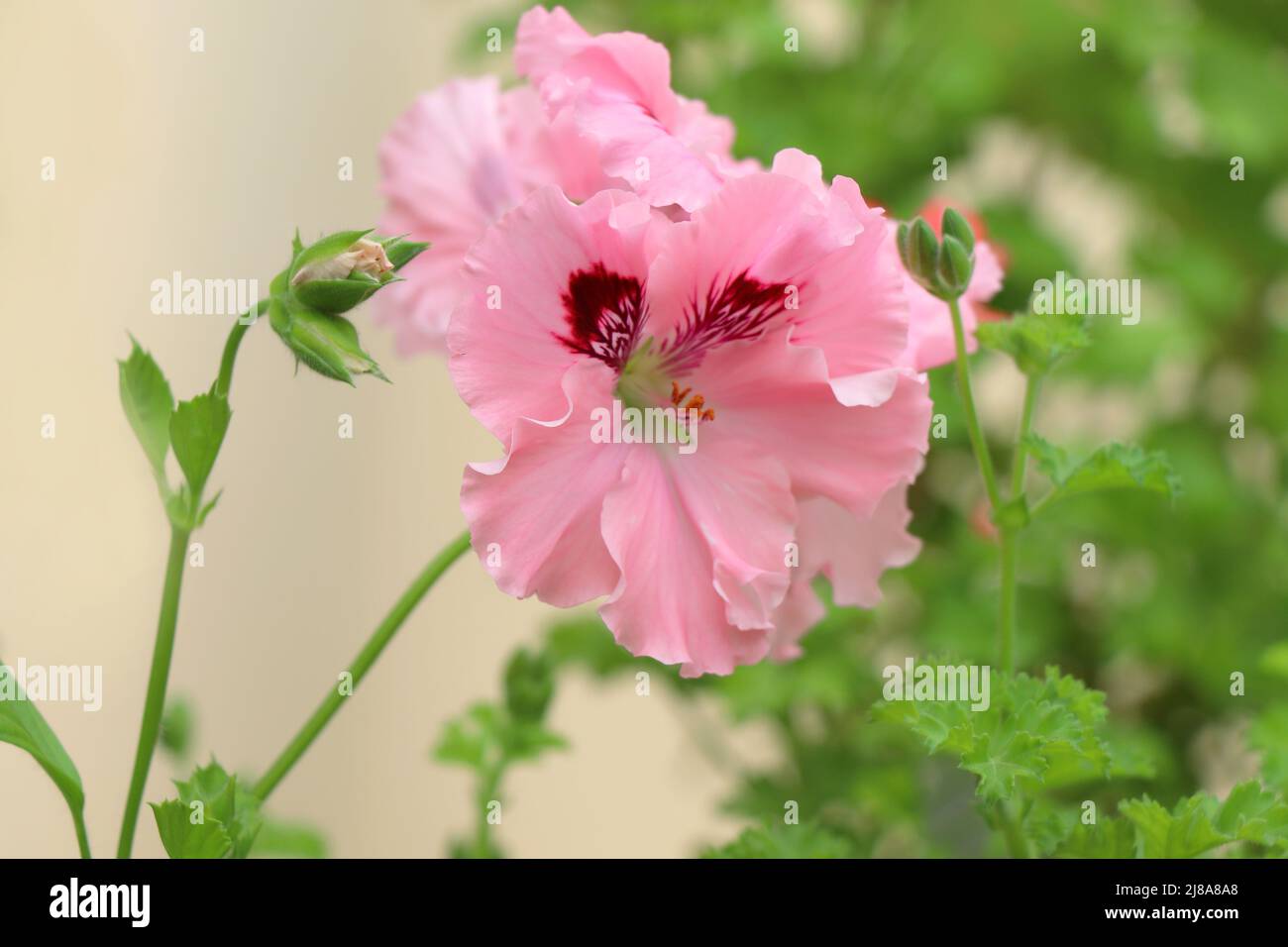 Rose éclatant Pelargoniums Regal Carisbrooke. Pelargoniums roses Banque D'Images