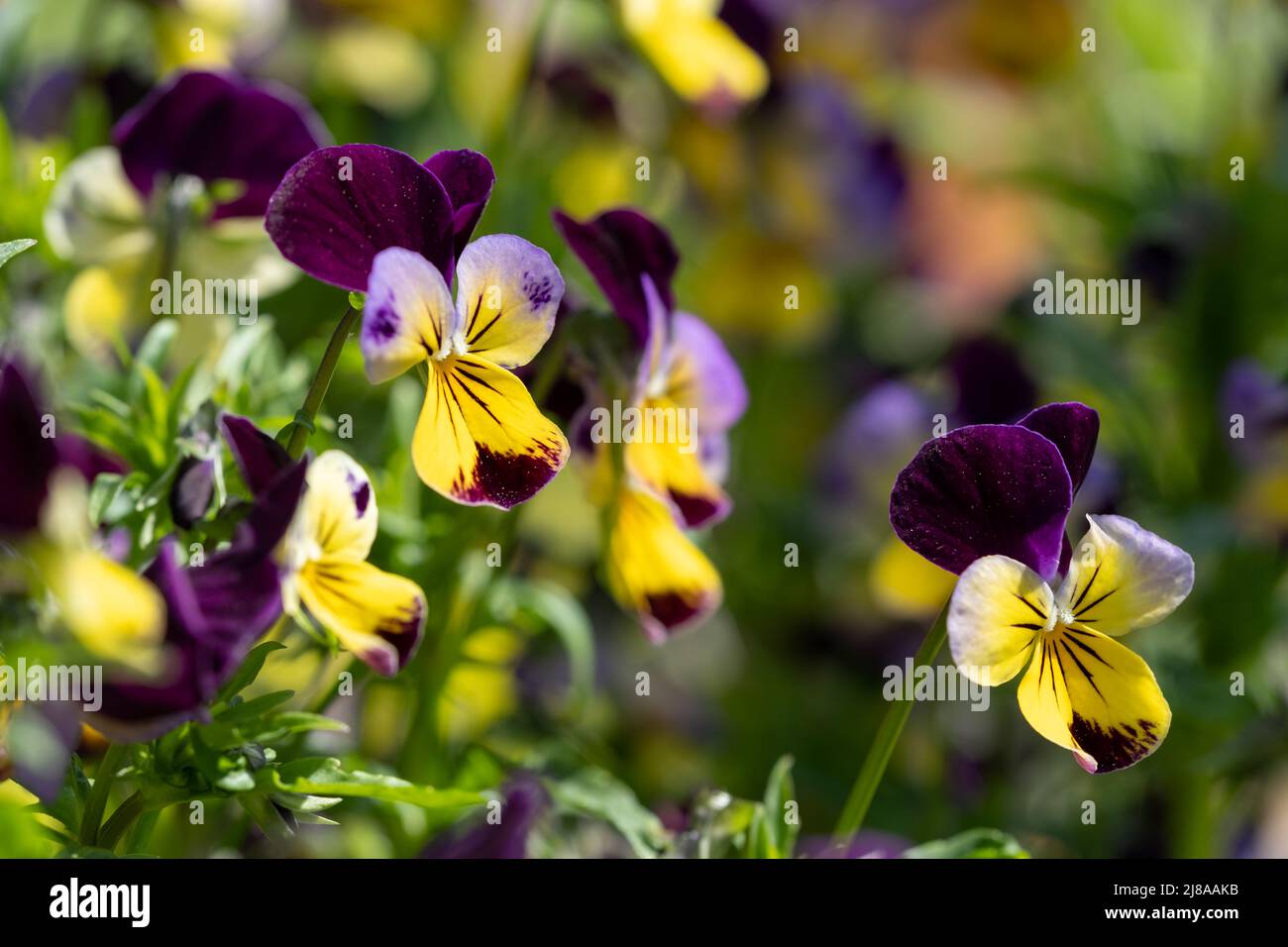 Fleurs de violons jaunes et violettes colorées. Photographié dans le jardin RHS Wisley, près de Woking, dans le Surrey, au Royaume-Uni. Banque D'Images