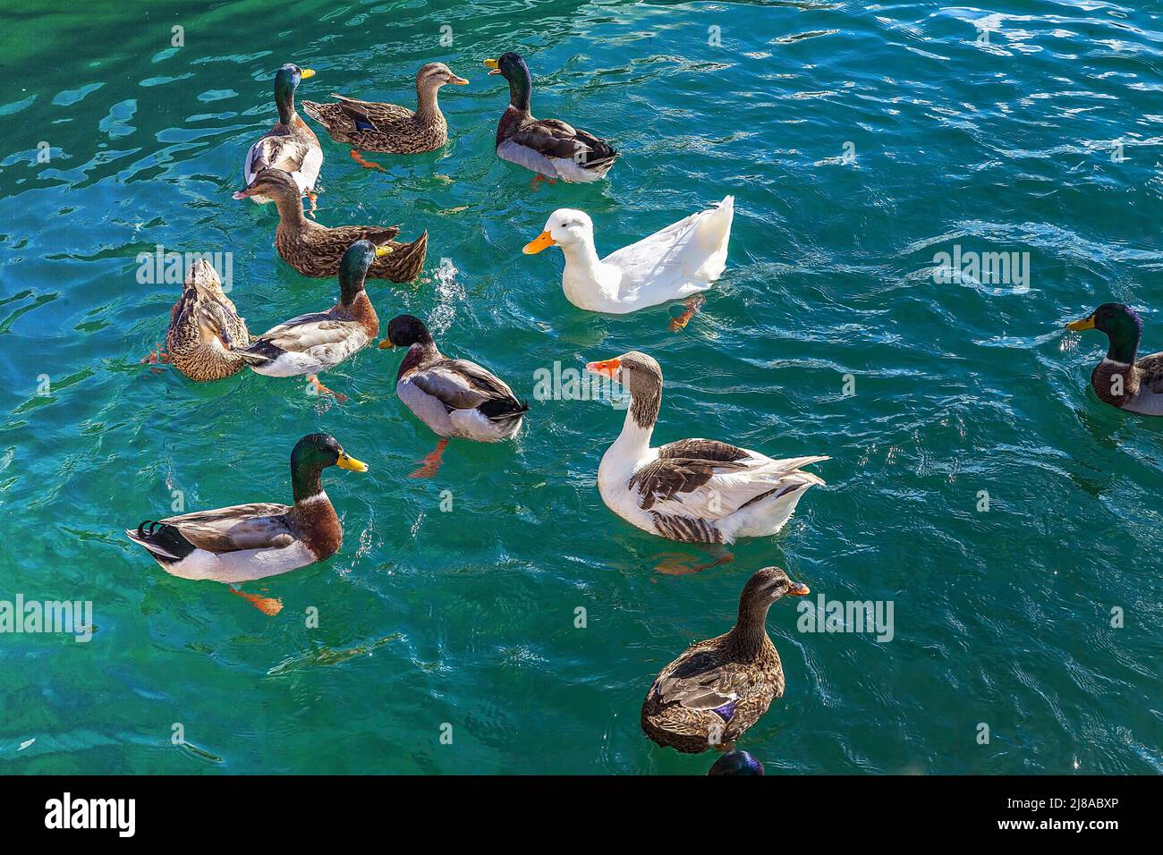 Frollicking canards dans la mer Méditerranée. Image Banque D'Images
