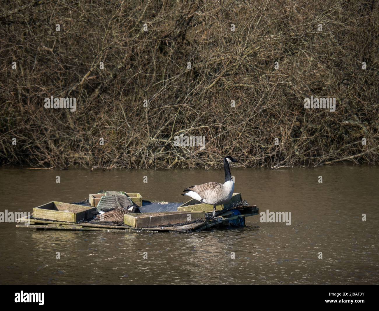 Bernaches du Canada alias Branta canadensis nichant sur le lac Sanctuaire dans la vallée du Kenwith réserve naturelle locale, alias LNR, et parc communautaire. Banque D'Images