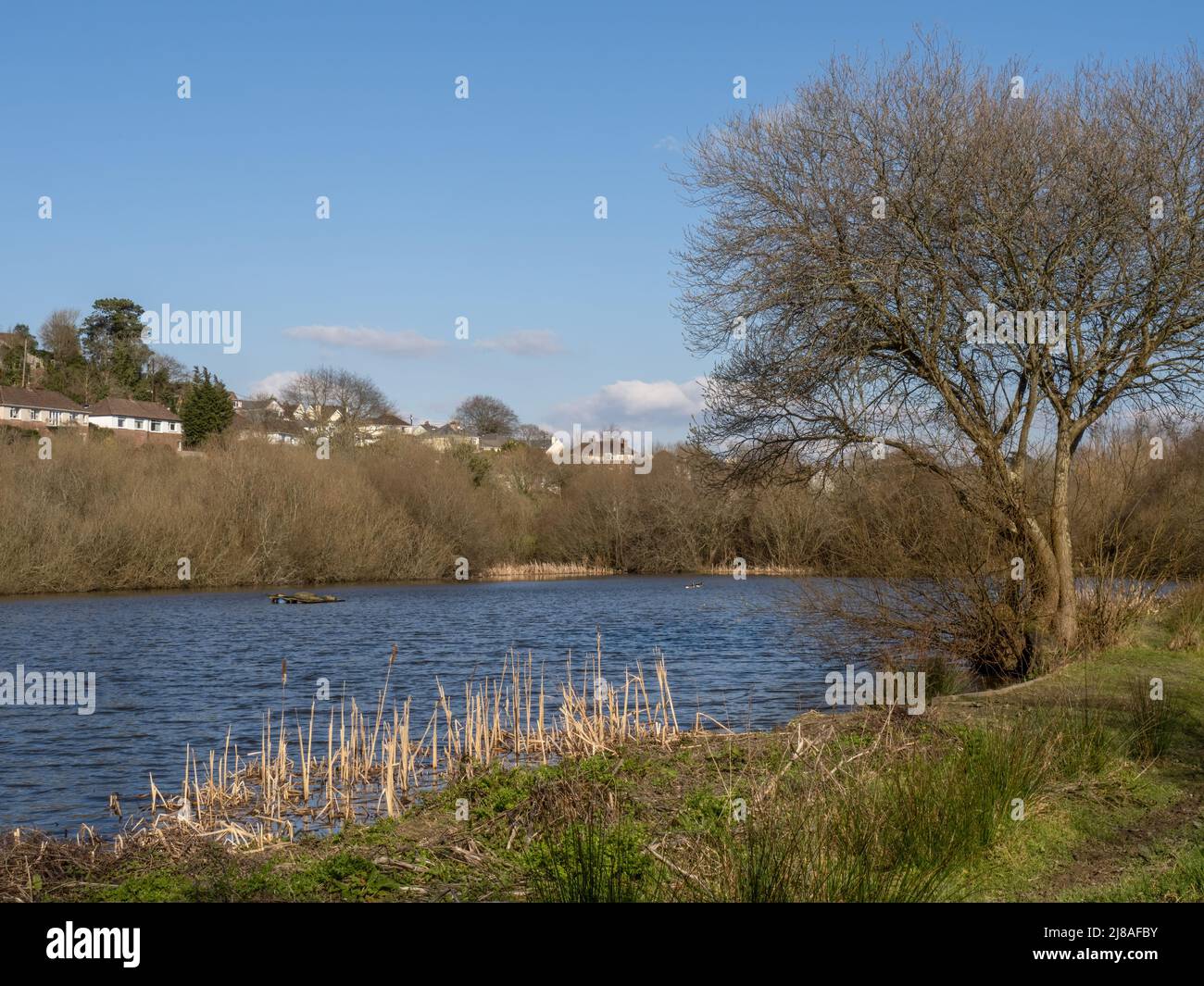 Vue sur le lac Sanctuary à Kenwith Valley réserve naturelle locale et parc communautaire. Bideford, Devon. Banque D'Images