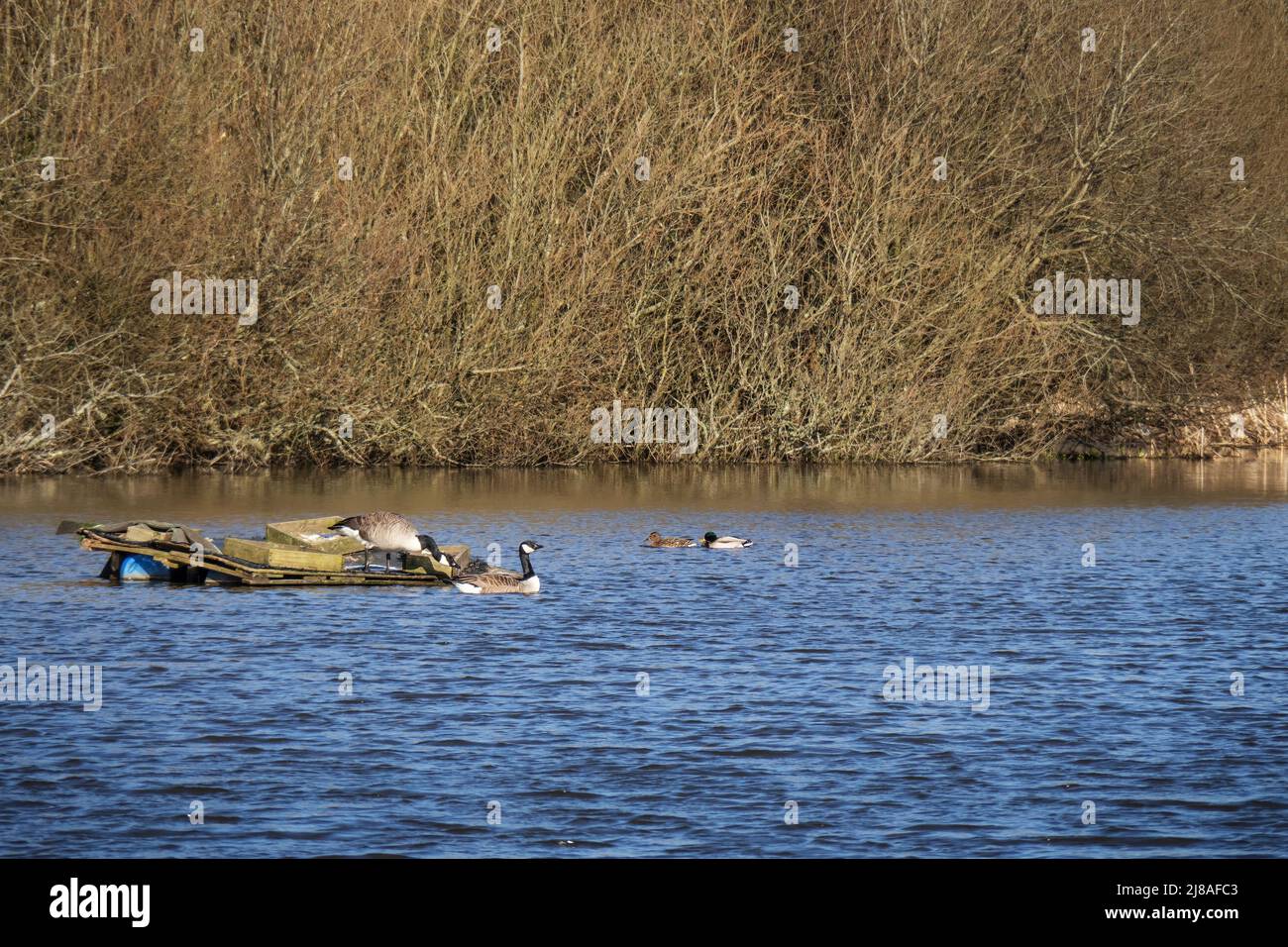 Couples de printemps d'oiseaux, saison d'accouplement. Bernaches du Canada alias Branta canadensis et canards colverts sur le lac Sanctuaire dans la réserve naturelle locale de la vallée du Kenwith Banque D'Images