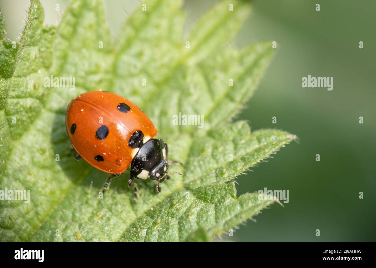 Coccinelle à sept taches, coccinelle sur la feuille. Coccinella septempunctata. Banque D'Images