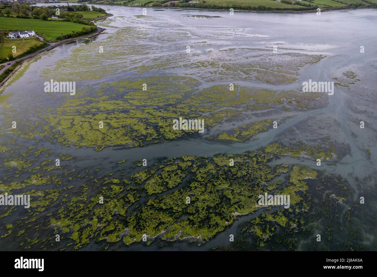 Clonakilty, West Cork, Irlande. 14th mai 2022. Des algues nuisibles Bloom a été repéré dans la baie Clonakilty, dans l'ouest de Cork. Algues nocives le métier à tisser peut produire des toxines extrêmement dangereuses qui, lorsqu'il contamine l'eau potable, peuvent tuer des personnes et des animaux ou les rendre très malades. Algues le métier à tisser est généralement causé par l'épandage agricole d'engrais chimiques et de fumier provenant des champs de ferme. Crédit : AG News/Alay Live News Banque D'Images