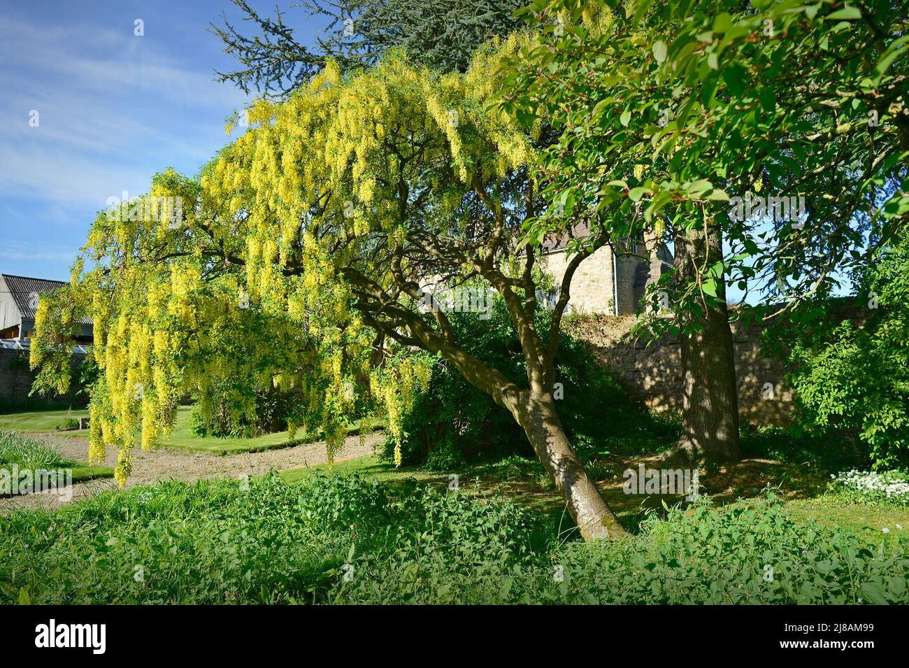 Laburnam Tree Low Burton Masham North Yorkshire Angleterre Royaume-Uni Banque D'Images