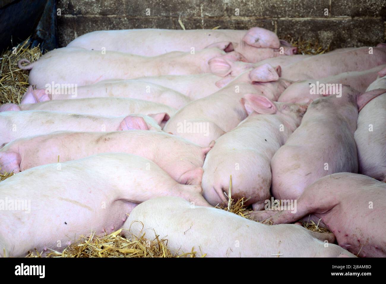 Manchester, Royaume-Uni, 14th mai 2022. Les porcs dorment à la ferme communautaire de Wythenshawe, Manchester, Royaume-Uni. La National Pig Association (NPA) a déclaré en mai que 80% des producteurs de porc britanniques pourraient se retirer des affaires dans un délai d'un an à moins que Tesco ne paie plus pour son porc. Dans une lettre ouverte adressée à Tesco le 5th mai, Rob Mutimer, président de la NPA, a accusé Tesco de « continuer à ne pas faire ». Le NPA a déclaré que d'autres supermarchés avaient accepté un soutien plus important pour les agriculteurs, lorsque les coûts augmentent. Les médias ont indiqué que Tesco « aimerait en faire plus » et « travaillait avec nos fournisseurs ». Crédit : Terry Waller/Alay Live News Banque D'Images