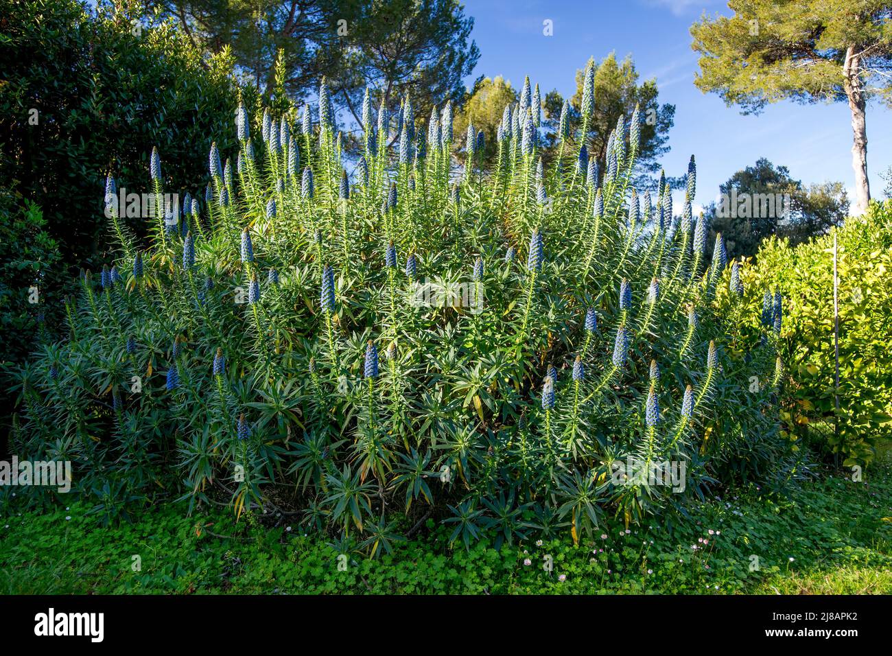 Grand Echium canficans Fastuosum aux fleurs bleues dans un jardin sur la côte d'azur en avril Banque D'Images