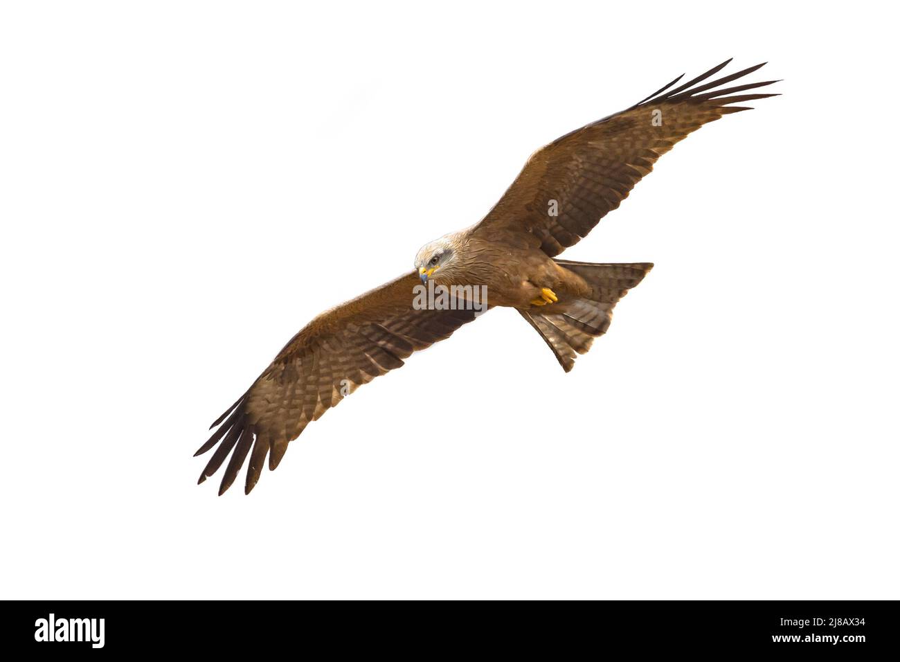 Cerf-volant noir (Milvus migrans) isolé sur fond blanc. Ce rapaleur se produit en Europe, en Asie, en Afrique et en Australie et est considéré comme le millepertuis Banque D'Images