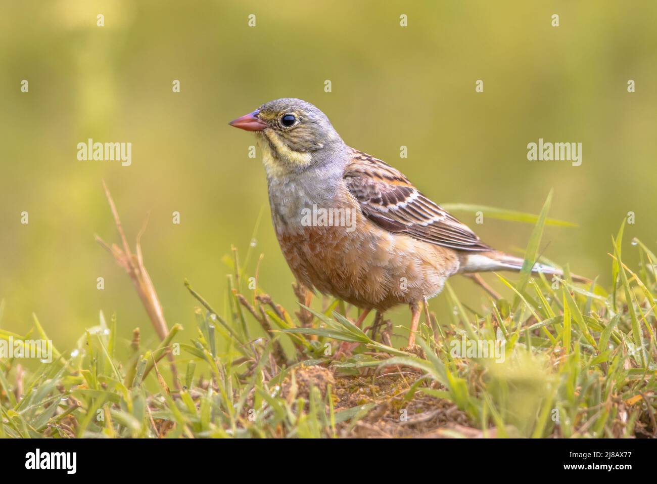 Ortolan Bunting (Emberiza hortulana) perché sur l'herbe. C'est un oiseau eurasien de la famille des Emberizidae. Bulgarie. Faune scène de la nature i Banque D'Images