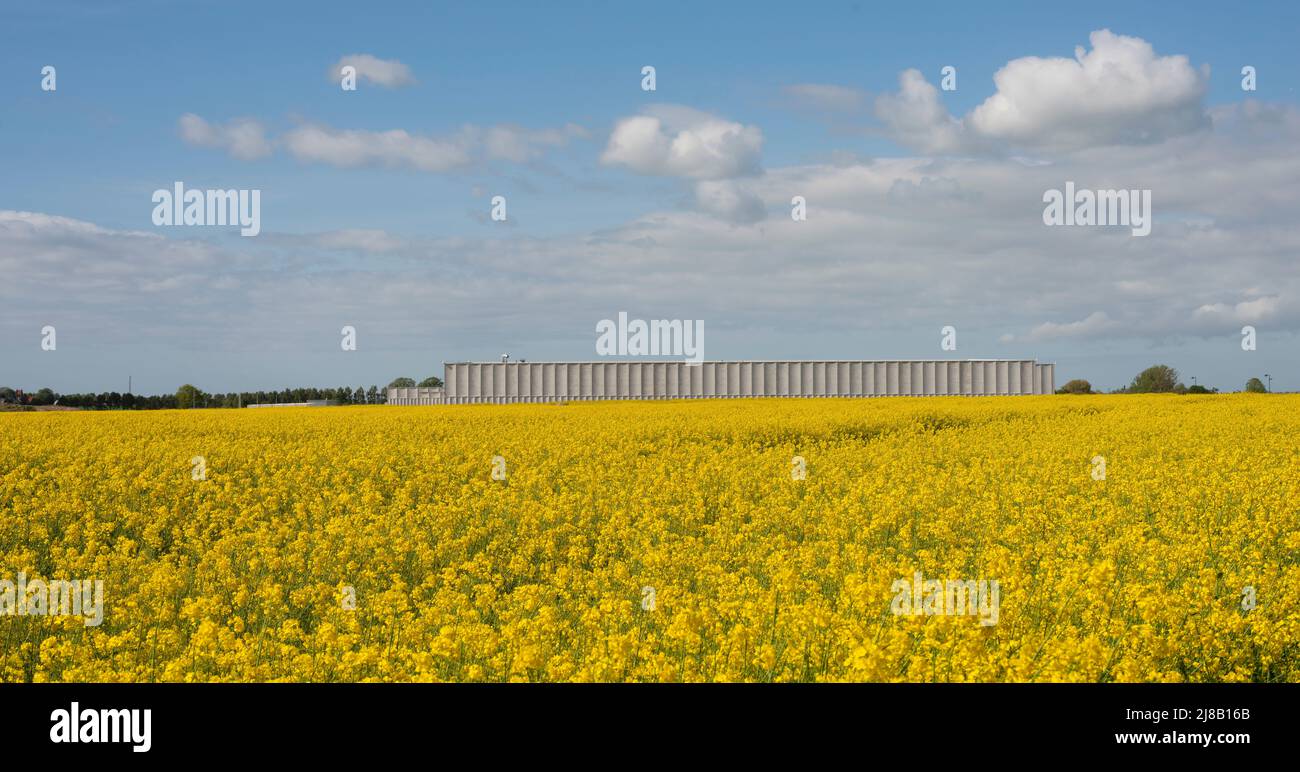 Bâtiment de stockage pour la Bibliothèque royale danoise et le Musée national dans un champ de colza jaune à Vinge, Danemark, 14 mai 2022 Banque D'Images