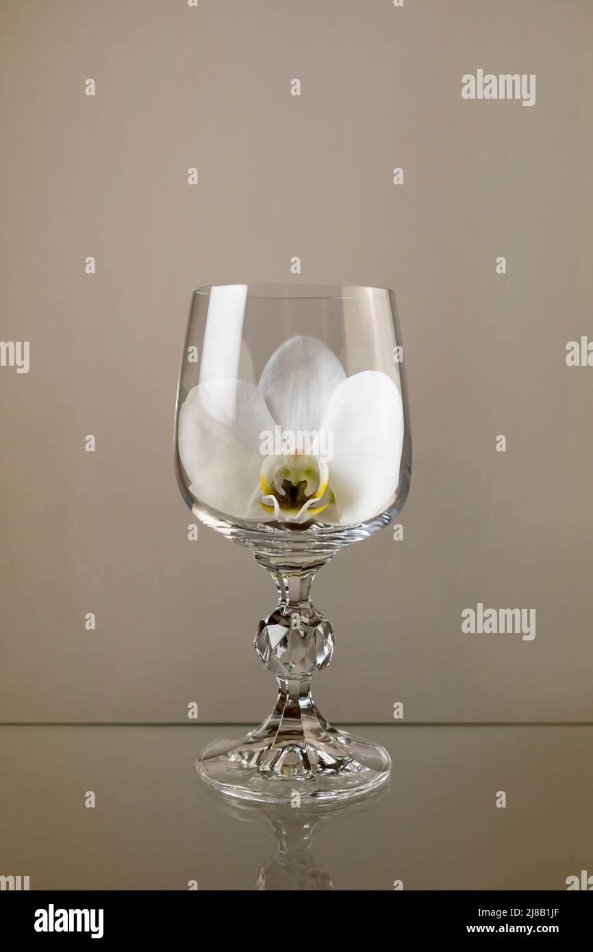 Fleur d'orchidée blanche dans un verre à vin Banque D'Images