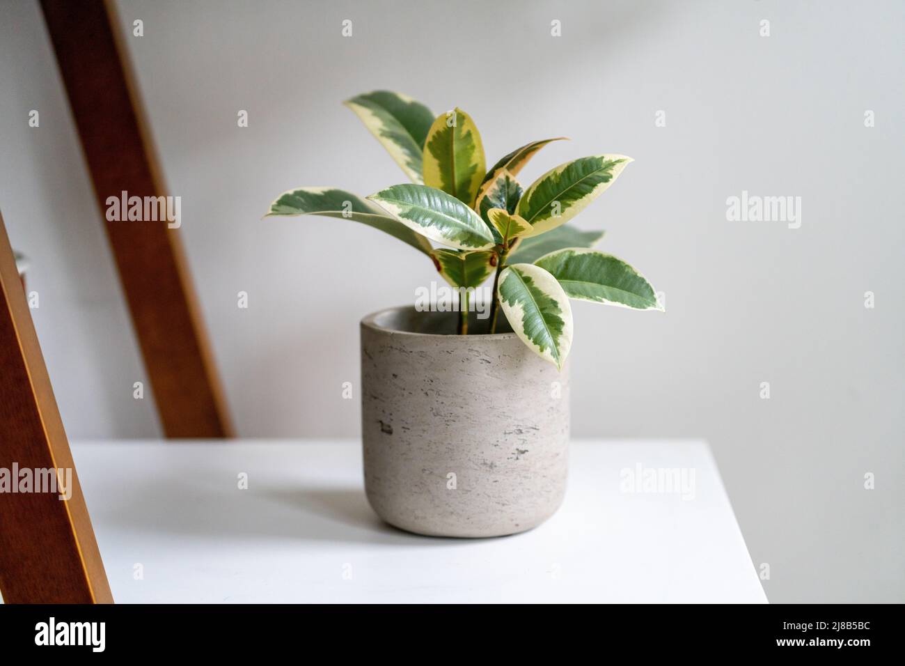 Ficus Elastica Tineke, également connu sous le nom de plante en caoutchouc, assis sur une étagère dans un planteur gris Banque D'Images