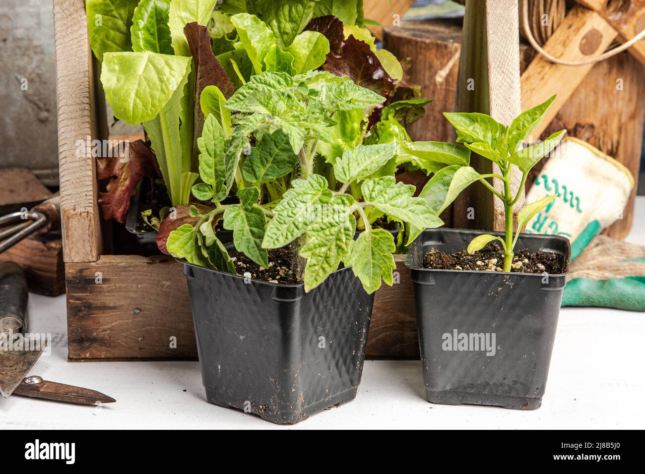 Les plantes végétables au poivre et à la tomate ont commencé à partir de semences sur un banc de jardin Banque D'Images