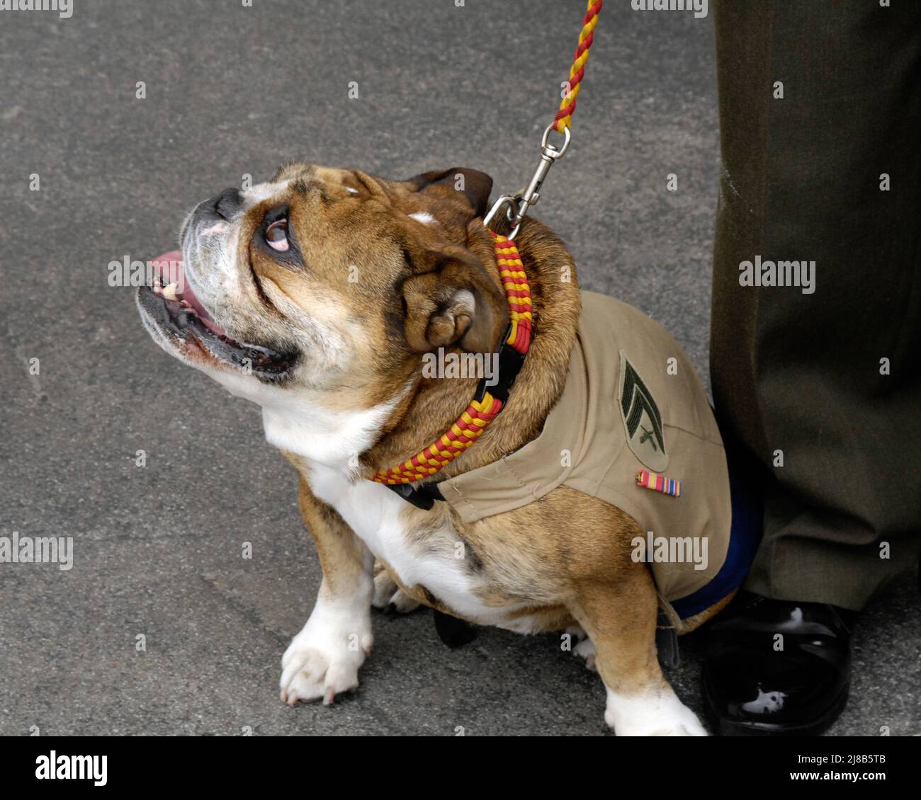Smedley, USMC Mascot, en formation au Marine corps Recruit Depot, San Diego. Banque D'Images