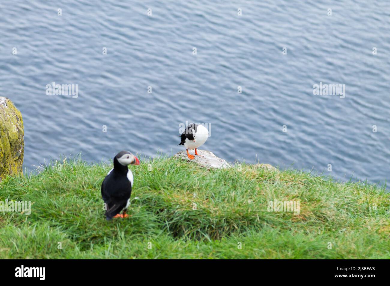 Macareux moine de Borgarfjordur fjord, est de l'Islande. La faune de l'Islande. Macareux moine commun. Fratercula arctica Banque D'Images Macareux moine de Borgarfjordur fjord, est de l'Islande. La faune de l'Islande. Macareux moine commun. Fratercula arctica Banque D'Images