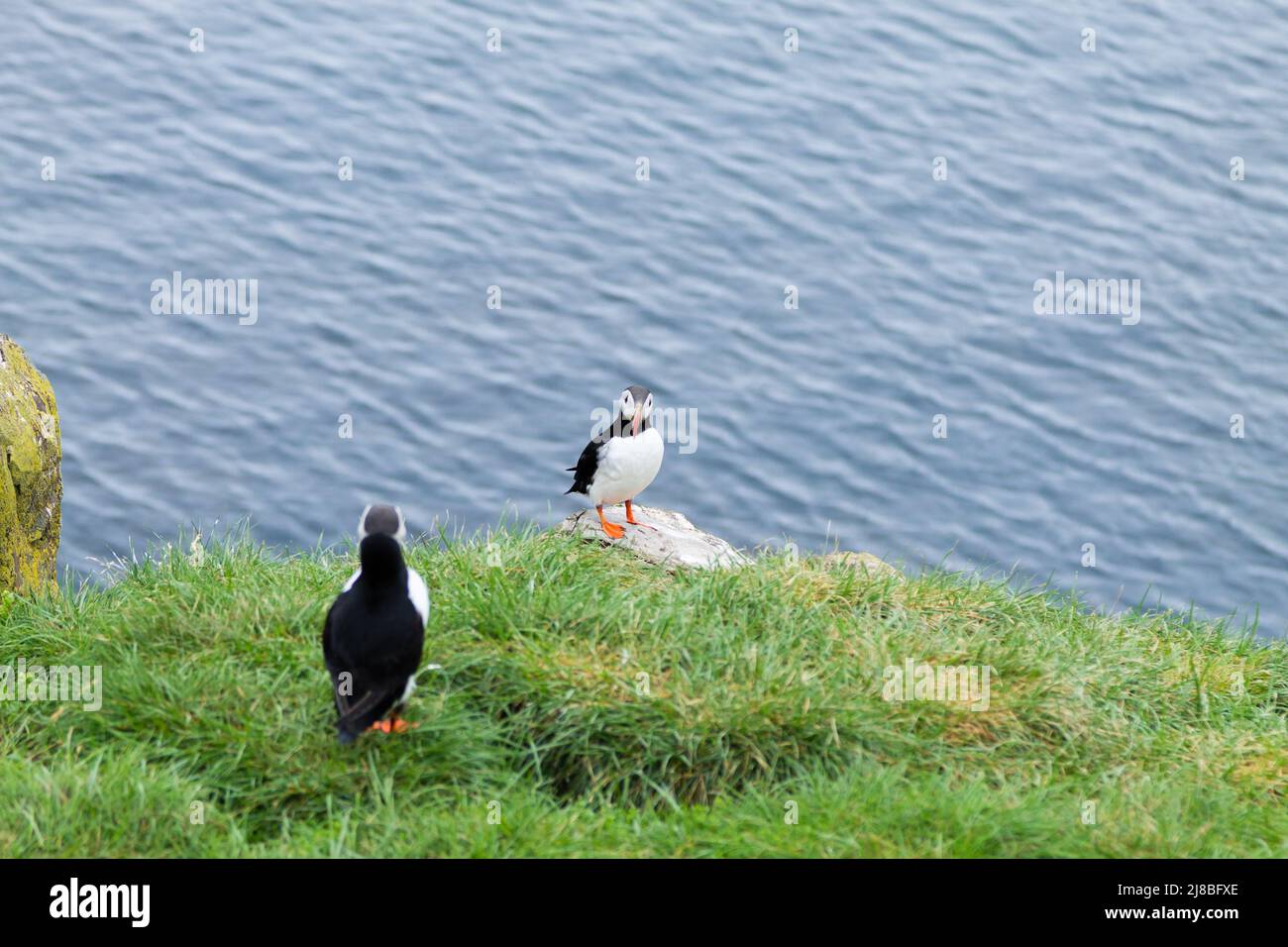 Macareux moine de Borgarfjordur fjord, est de l'Islande. La faune de l'Islande. Macareux moine commun. Fratercula arctica Banque D'Images Macareux moine de Borgarfjordur fjord, est de l'Islande. La faune de l'Islande. Macareux moine commun. Fratercula arctica Banque D'Images