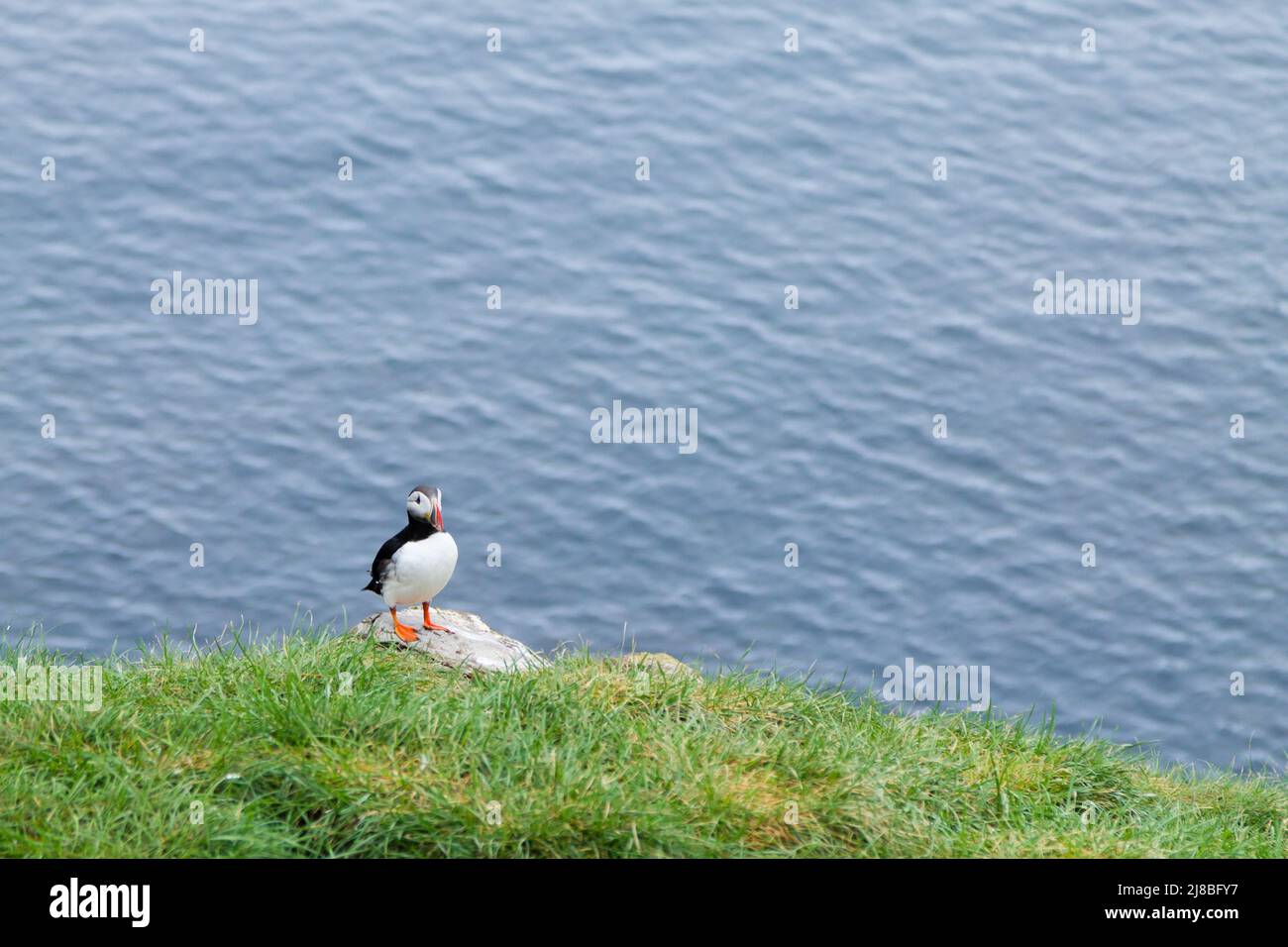 Macareux moine de Borgarfjordur fjord, est de l'Islande. La faune de l'Islande. Macareux moine commun. Fratercula arctica Banque D'Images Macareux moine de Borgarfjordur fjord, est de l'Islande. La faune de l'Islande. Macareux moine commun. Fratercula arctica Banque D'Images