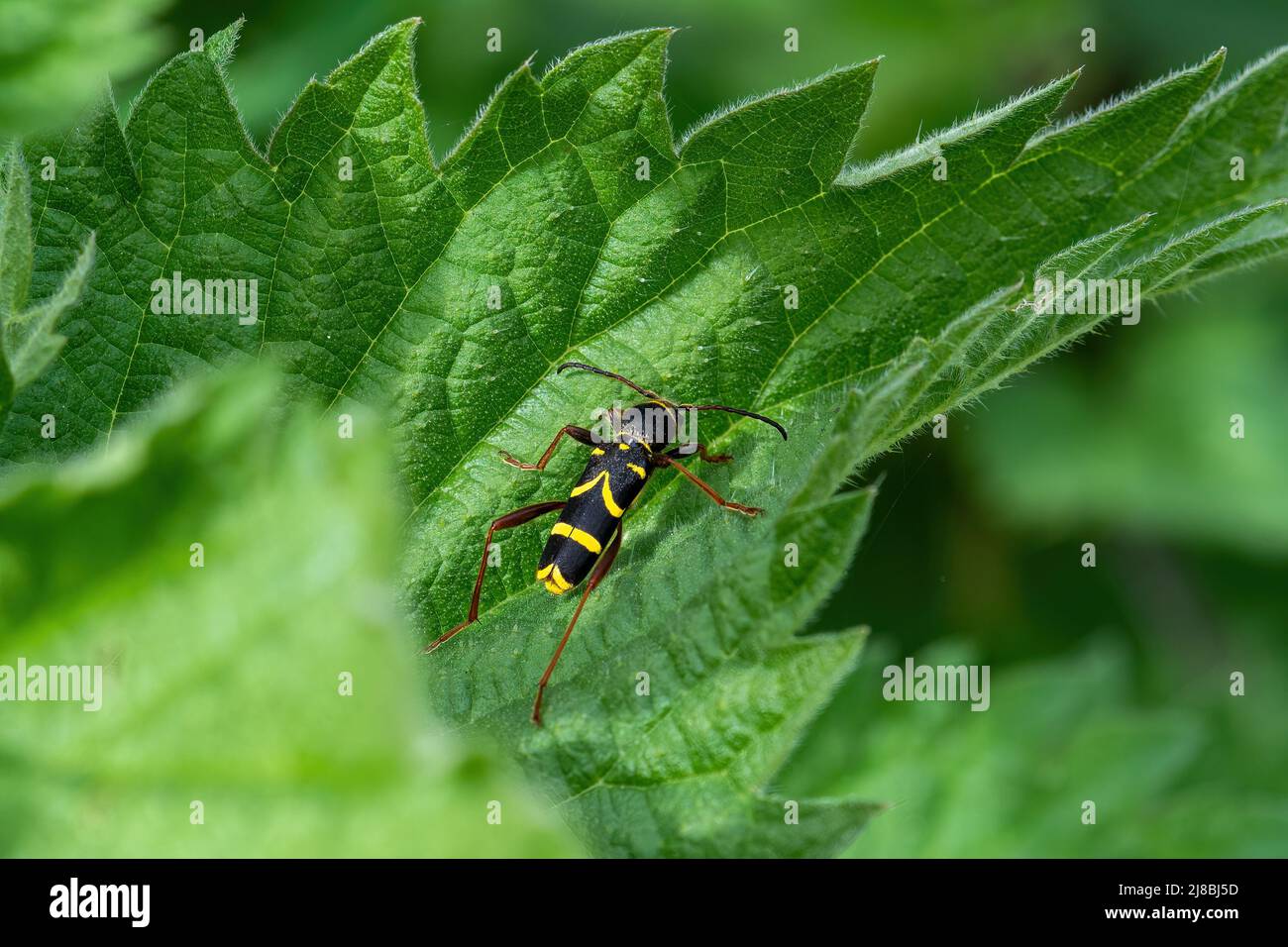Le scarabée de la guêpe Clytus arietis, un scarabée de longhorn noir et jaune sur les orties en mai, au Royaume-Uni Banque D'Images