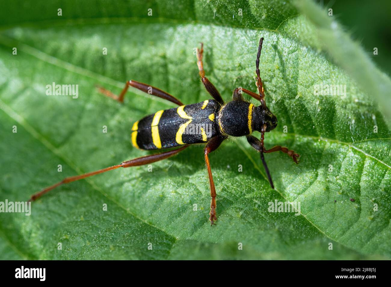 Le scarabée de la guêpe Clytus arietis, un scarabée de longhorn noir et jaune sur les orties en mai, au Royaume-Uni Banque D'Images