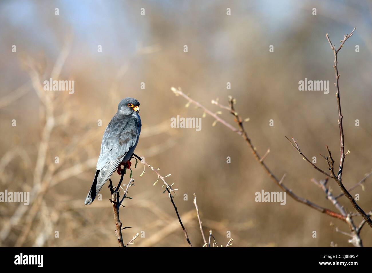 Little Sparrowhawk (Accipiter minullusnext) sur la branche. Tsavo West, Kenya Banque D'Images