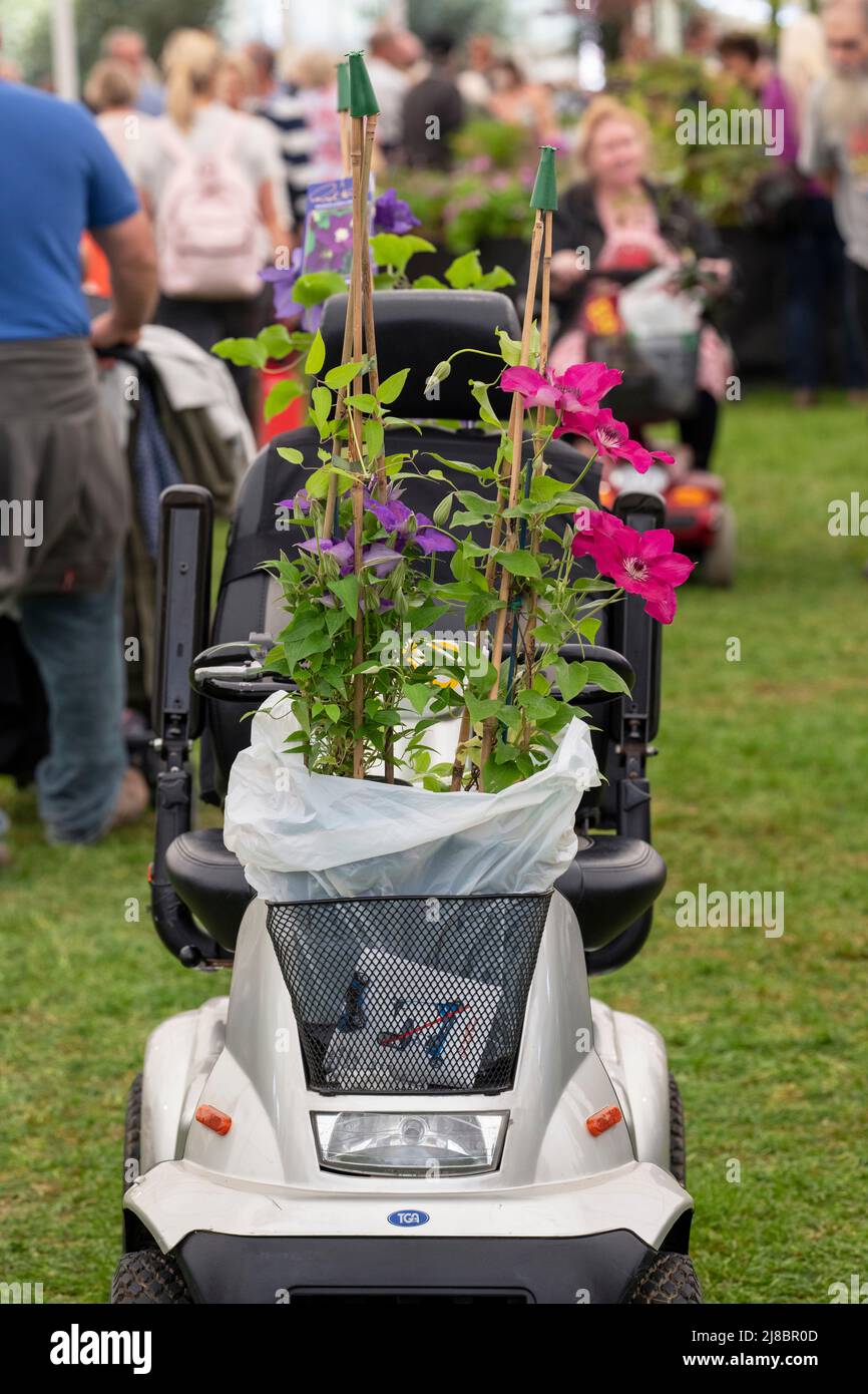 Scooter de mobilité avec plantes clématies achetées lors d'un spectacle de fleurs. Angleterre Banque D'Images