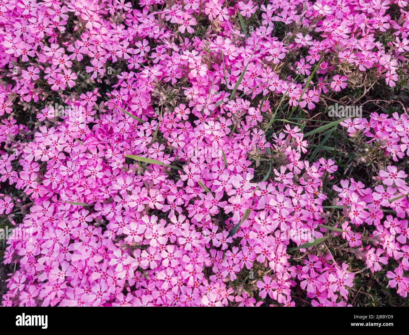 Fleurs de Phlox subulata dans le graden au printemps. Banque D'Images