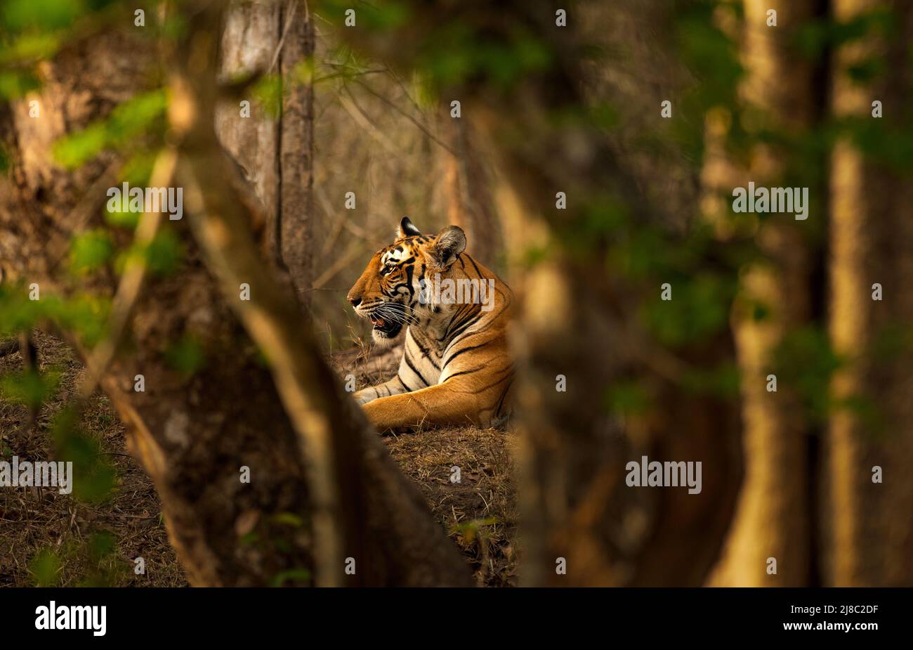 Tigre reposant sur son habitat, parc national de Kabini, Karnataka Banque D'Images