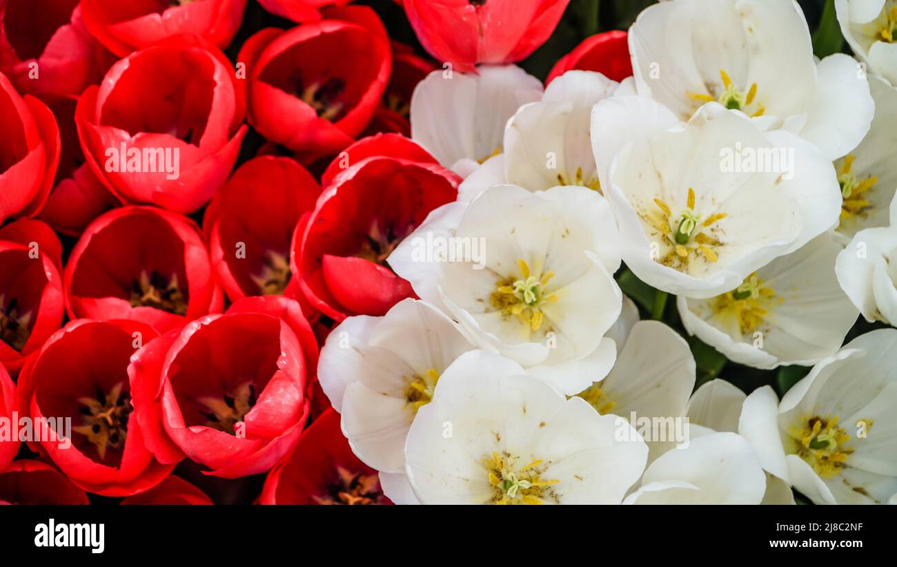 Tulipes dans le parc Gulhane dans la région de Sultanahmet. Istanbul. Banque D'Images