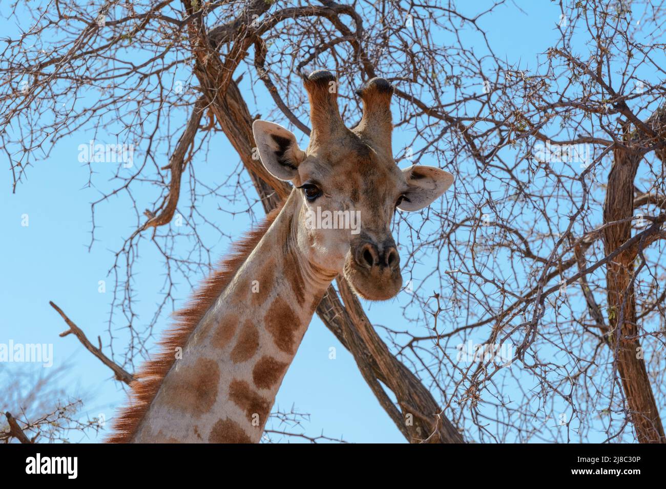Girafe angolaise (Giraffa camelopardalis angolensis ou Giraffa giraffa angolensis), également connue sous le nom de girafe namibienne, Namibie, Afrique du Sud-Ouest Banque D'Images