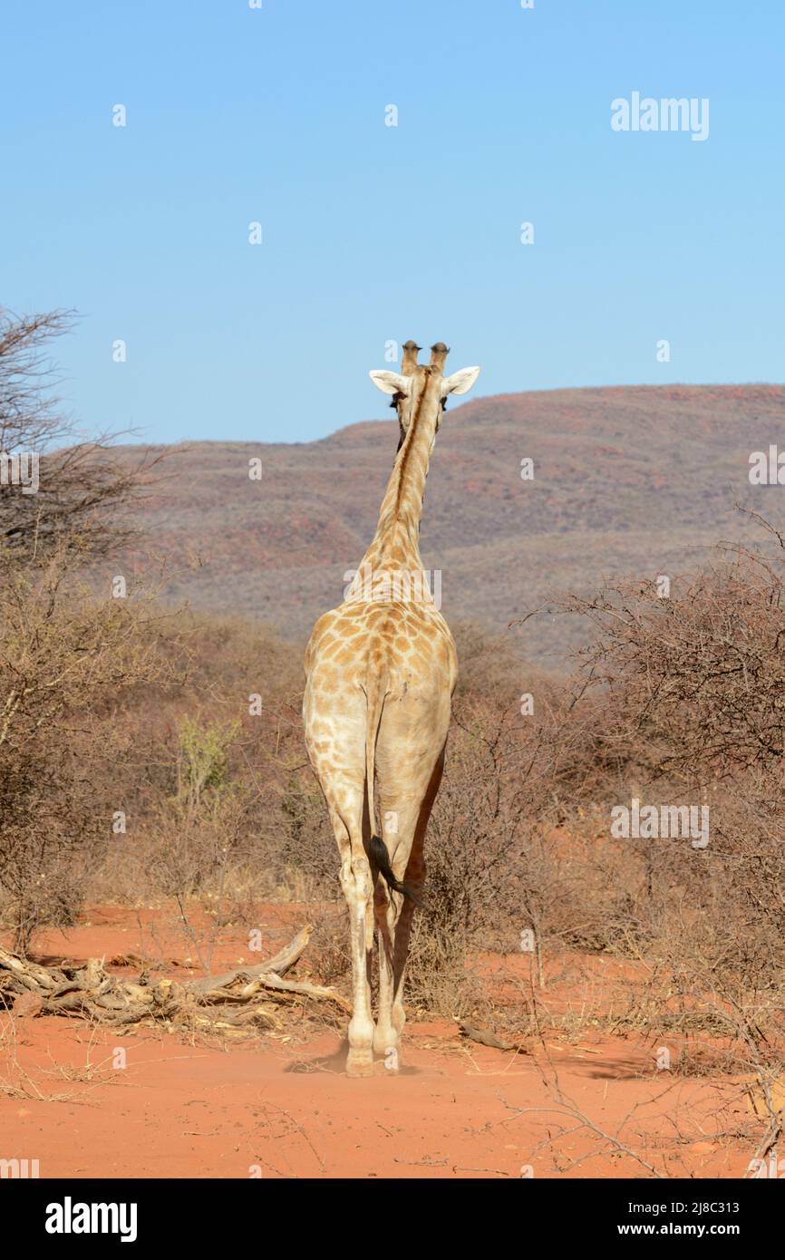 Girafe angolaise (Giraffa camelopardalis angolensis ou Giraffa giraffa angolensis), également connue sous le nom de girafe namibienne, Namibie, Afrique du Sud-Ouest Banque D'Images