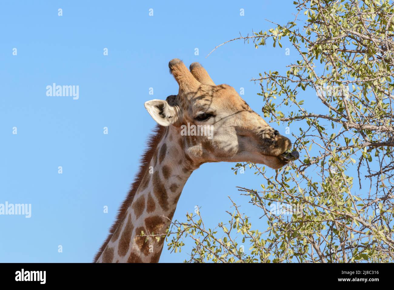 Girafe angolaise (Giraffa camelopardalis angolensis ou Giraffa giraffa angolensis), également connue sous le nom de girafe namibienne, Namibie, Afrique du Sud-Ouest Banque D'Images