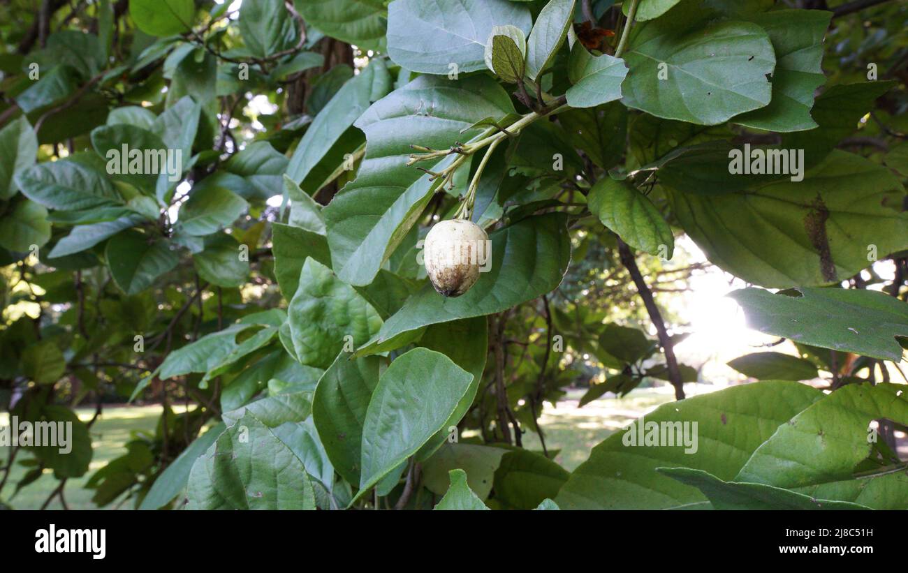 Oiseau Lime Tree - Cordia sebestena Boraginaceae Banque D'Images