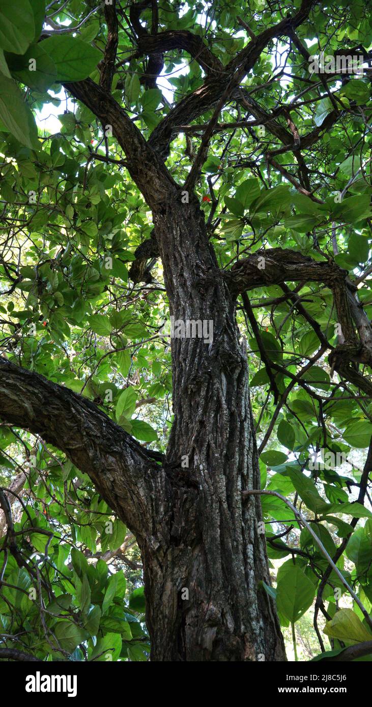 Oiseau Lime Tree - Cordia sebestena Boraginaceae Banque D'Images