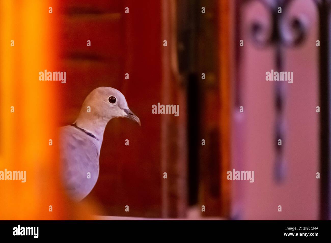 Un pigeon au bord d'une fenêtre Banque D'Images Un pigeon au bord d'une fenêtre Banque D'Images