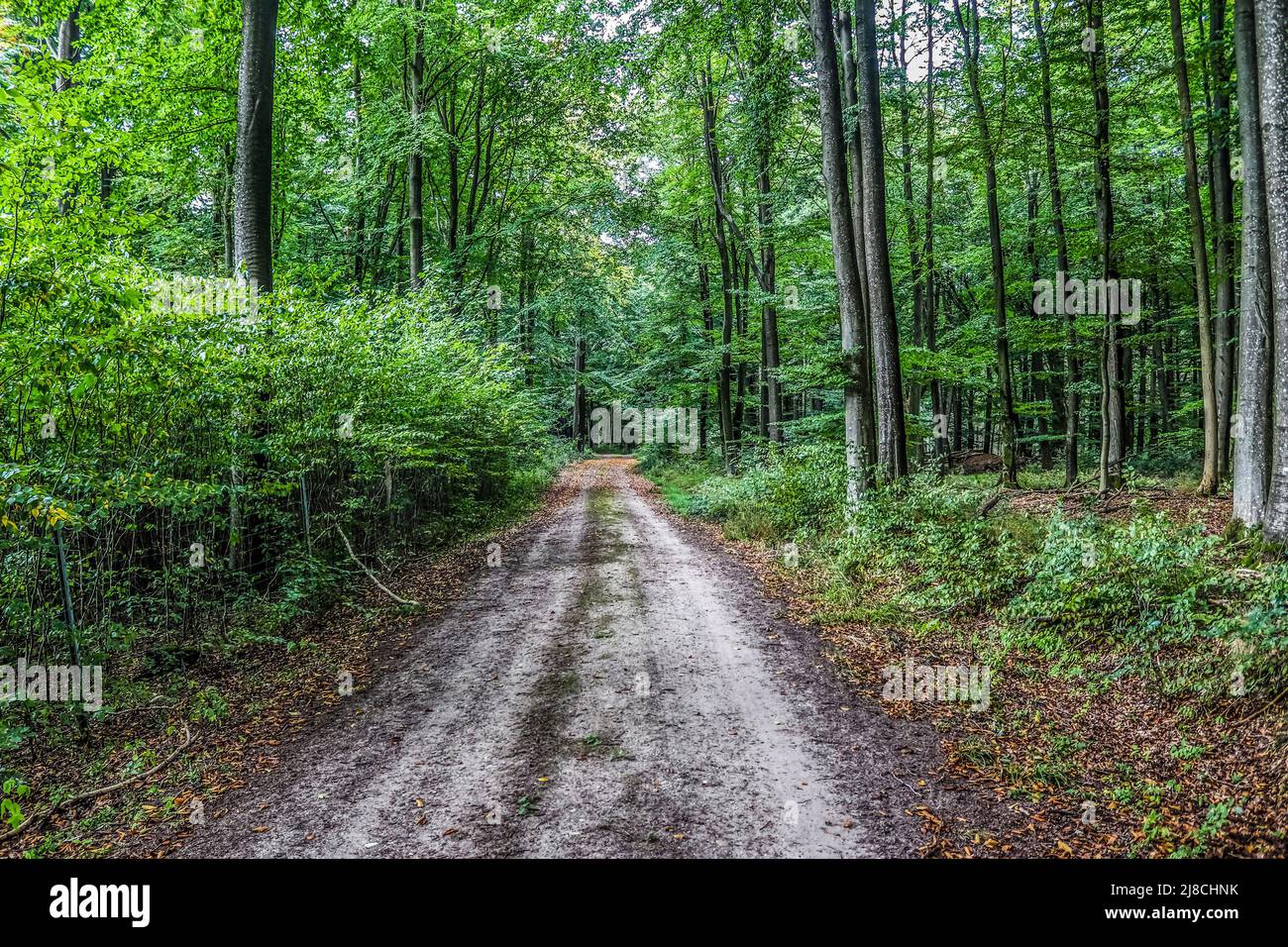 Vue mystérieuse dans un faisceau de lumière sombre et magique Banque D'Images