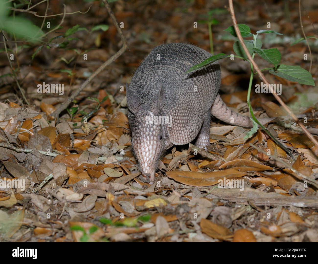 Armadillo à neuf bandes (Dasypus novemcinctus) se nourrissant de nuit dans des feuilles mortes, High Island, Texas, États-Unis. Banque D'Images