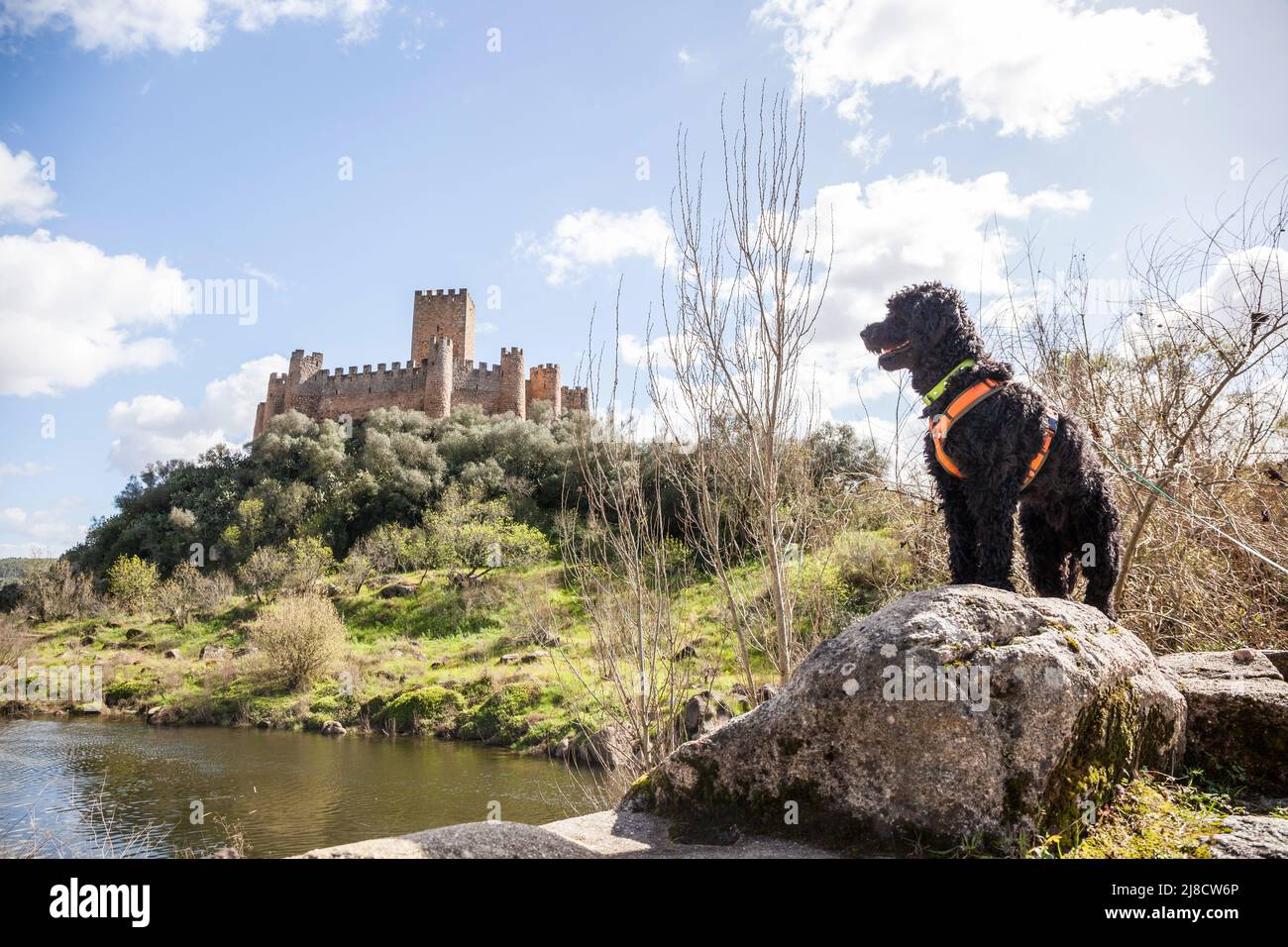 Vue depuis les rives du fleuve Tajo vers le château d'Almourol, situé au milieu d'une île avec un chien d'eau portugais en face Banque D'Images
